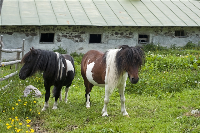 Pony fuori dalla malga Valmaggiore